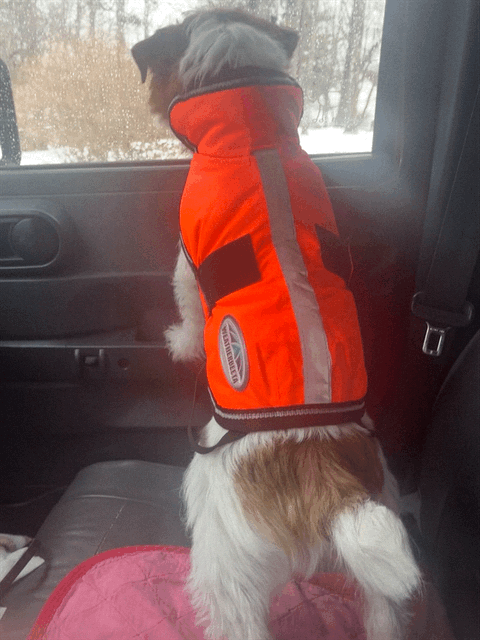 Happy dog ready for adventure