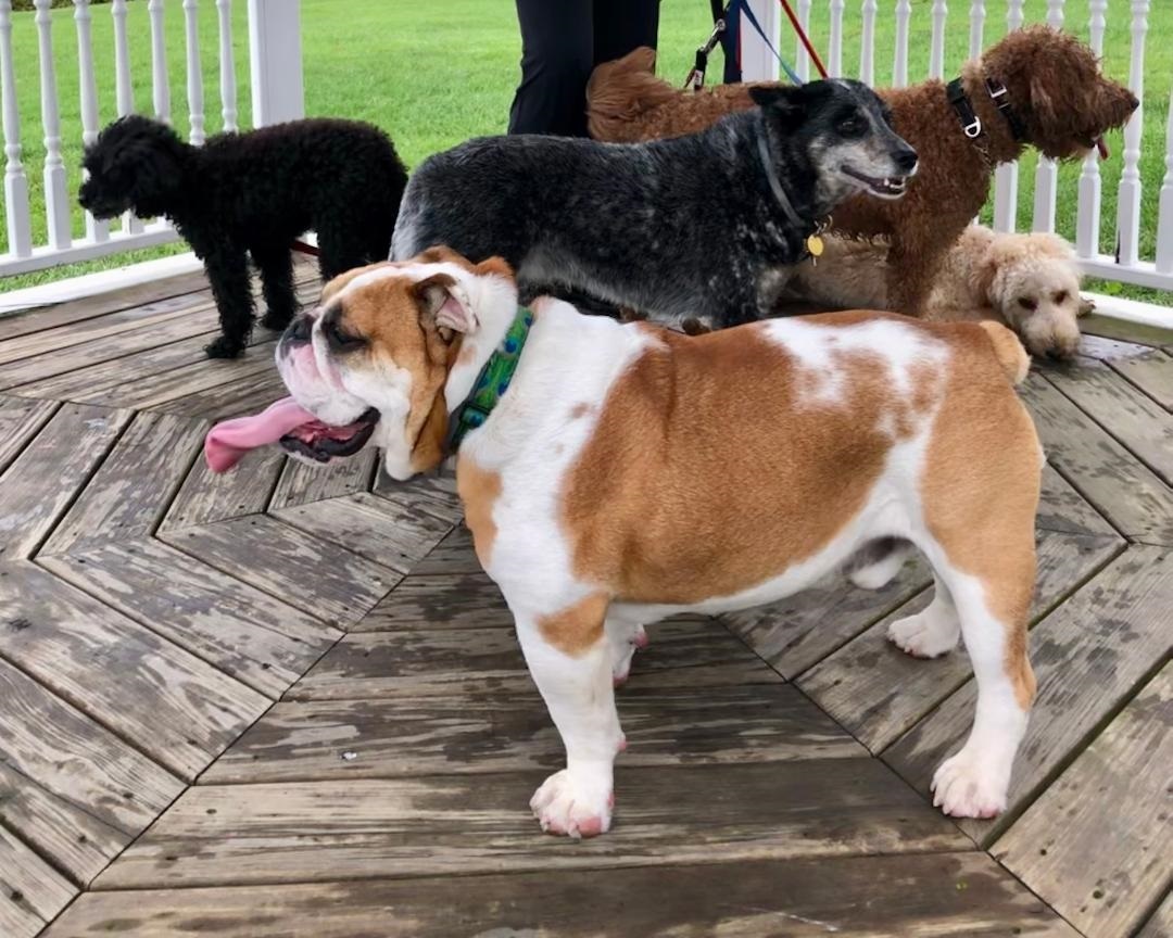 Happy dogs on adventure