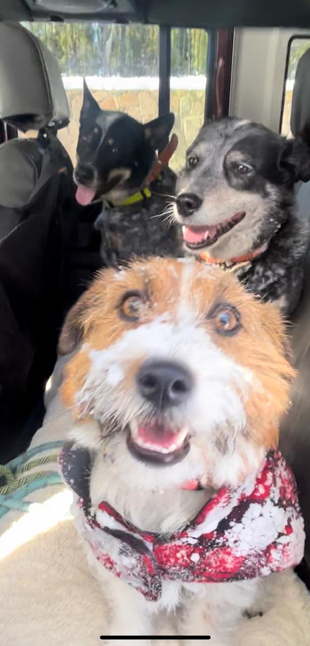 Dogs in the Woof Mobile