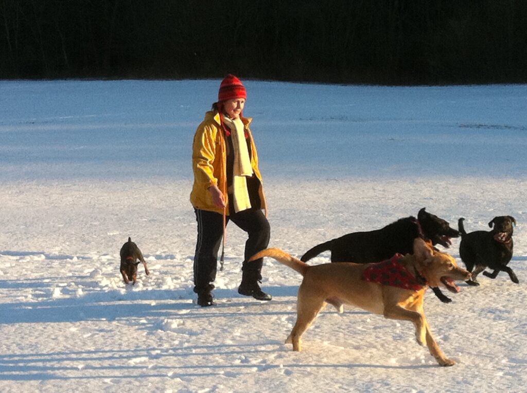 Happy dogs in the snow